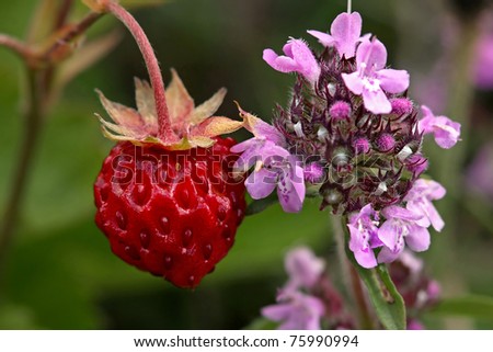 A flavorful red wild strawberry near a flower scented wild thyme