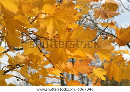 Gold leaves of a maple do autumn mood joyful