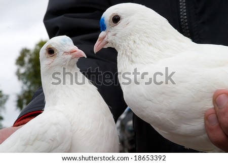 wedding white pigeons in the hands, meaning a symbol of two loving hearts and pure intentions