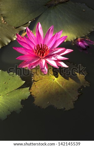 Lotus leaf and lotus flower