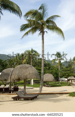 Coconut trees, beach, leisure chair.