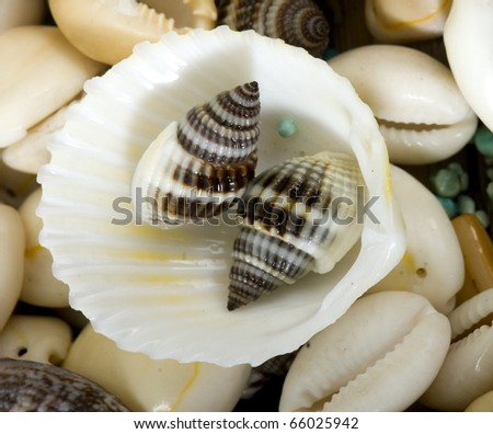 Shellâ??s family,??Conceptual Photography,?�  pair of cute little shell, sleeping in the arms of big shells inside