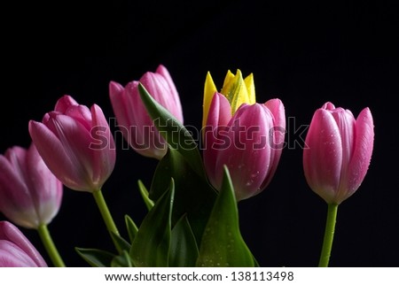 bouquet of tulips on a black background