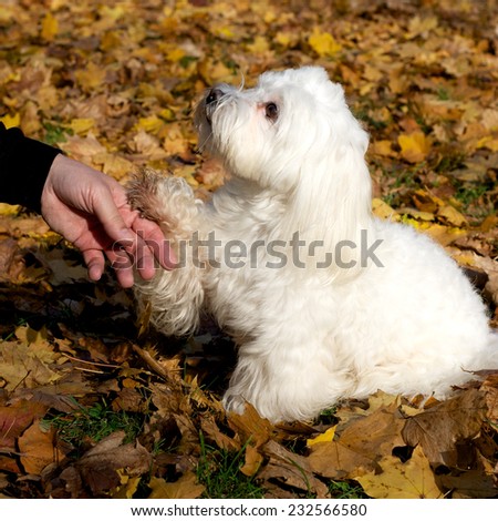 Happy small white dog sitting  with human hand
