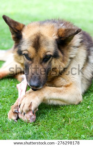 German dog eating tasteful bone in the garden