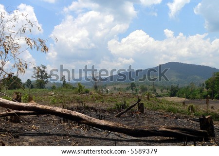 Burned forest in the Central Highland of Vietnam