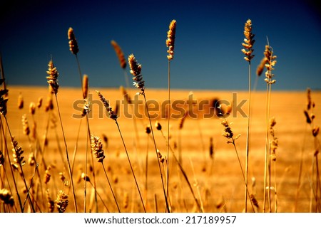 Farm crop under hot and dry conditions featuring rural Australia, dry land farming in drought stricken country. Barley, Oats, Harvest with square Hay Bales