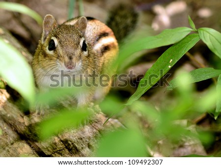 Chipmunk sitting on the woods floor among the leaves.