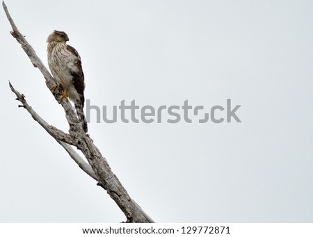 Coopers Hawk perched on a tree branch with plenty of copy space to the right.