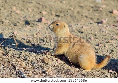 Black-Tailed Prairie Dog perched on a borrow opening on a Prairie Dog town.