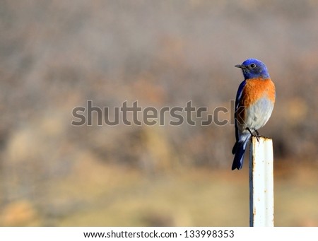 Eastern Bluebird perched on a post looking left.