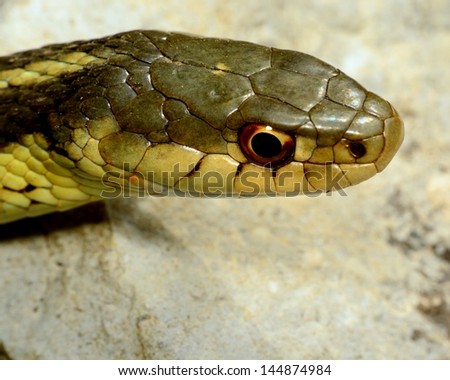 Closeup macro shot of a garter snake head.