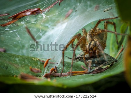 Wolf Spider perched inside a web eating prey.