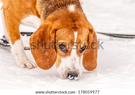 Beagle closeup image of the dog sniffing the snow.