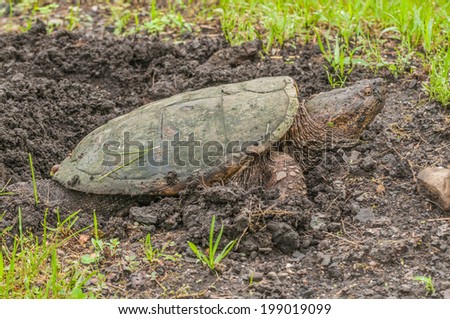 A  snapping turtle laying eggs at the edge of a swamp.