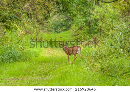 Whitetail Deer Button Buck moving along a nature trail.