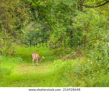 Whitetail Deer Buck browsing in the middle of a nature trail.