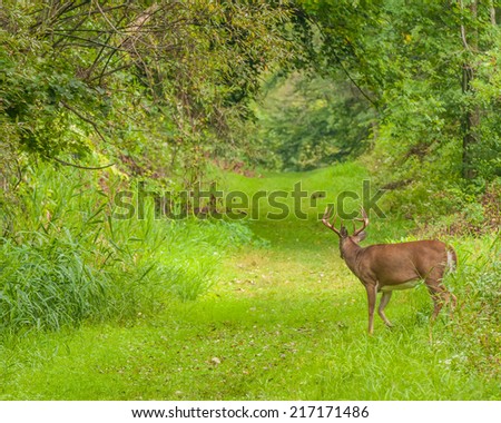 Whitetail Deer Buck browsing in the middle of a nature trail.