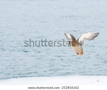 Female Mallard Duck coming in for a landing.