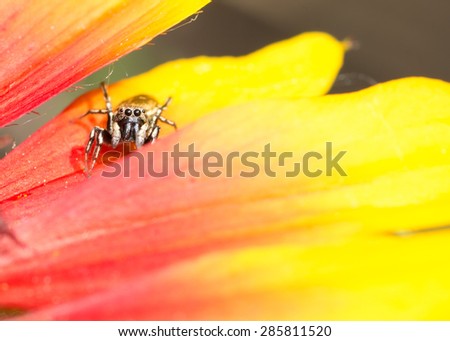 A Jumping Spider perched on a flower pedal.