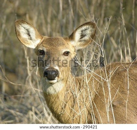 Whitetail Doe Deer. stock photo : Whitetail deer