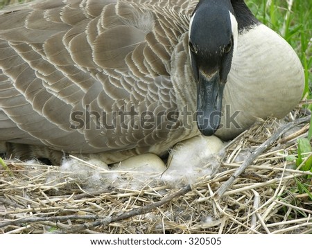 Canada+goose+eggs+for+sale
