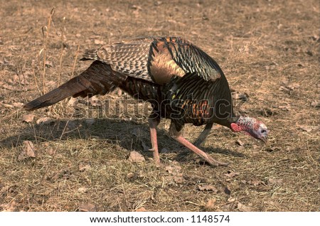 Wild turkey pecking at the ground.