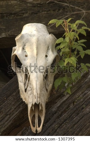 whitetail deer skull. stock photo : Whitetail deer