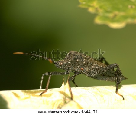 Squash bug on a weed.