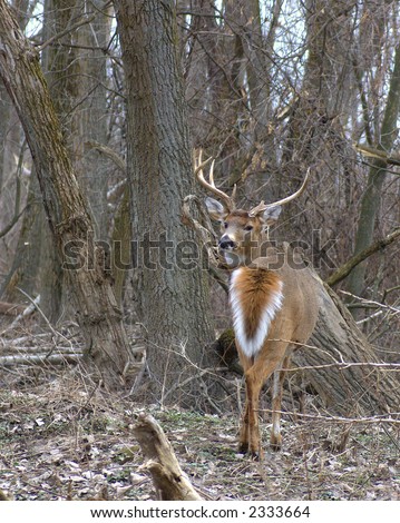 Whitetail deer buck looking back in the rutting season.