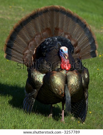 Wild Turkeys Strutting