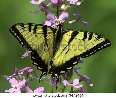 An eastern tiger swallowtail butterfly perched on a flower.