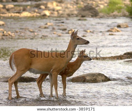 photo : Whitetail deer doe