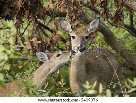 Whitetail deer doe with yearling.