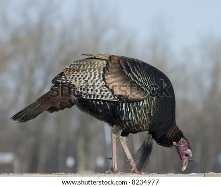 Wild male turkey perched on railing eating bird food.