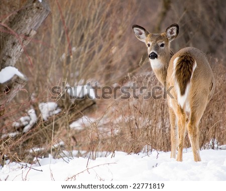 A whitetail deer button buck standing in the snow looking back at the photographer.