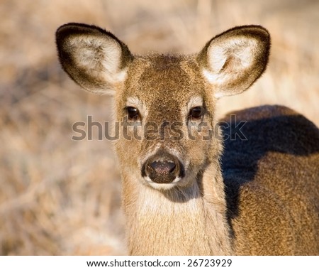 head shot deer