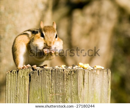 An eastern chipmunk eating bird seed while perched on a wooden post.