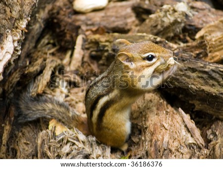 An eastern chipmunk stuffing a peanut into his pouch.