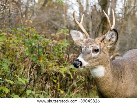 A close-up head shot of a young whitetail deer buck.