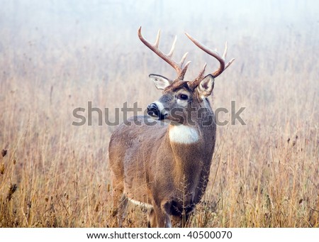 A whitetail deer buck in standing in a field with early morning fog.