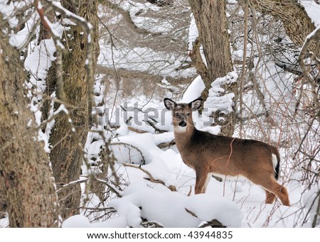 stock photo : Whitetail deer