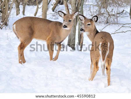 Two Whitetail deer doe standing in the woods with winter snow.