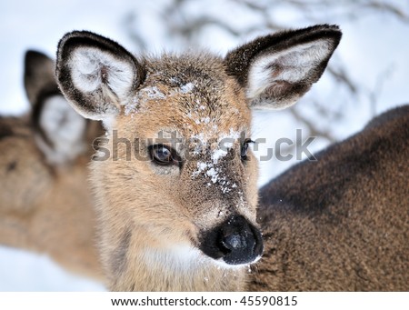 head shot deer