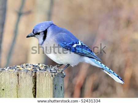 A blue jay perched on a post eying bird seed.