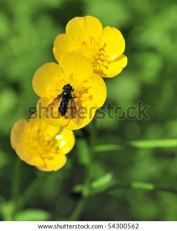 A bee fly perched on a flower collecting nectar.