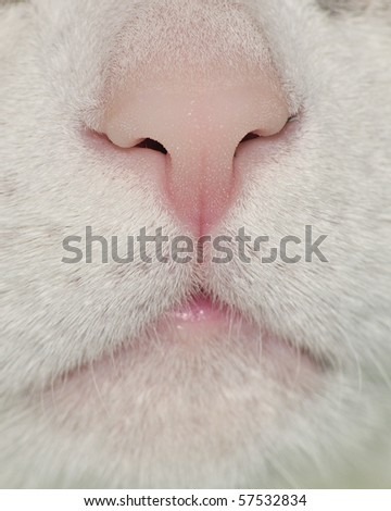 A close-up head shot of a domestic house cat nose.