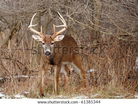 A whitetail deer buck coming out of a thicket in the rutting season.