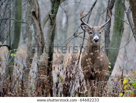 Buck In Woods