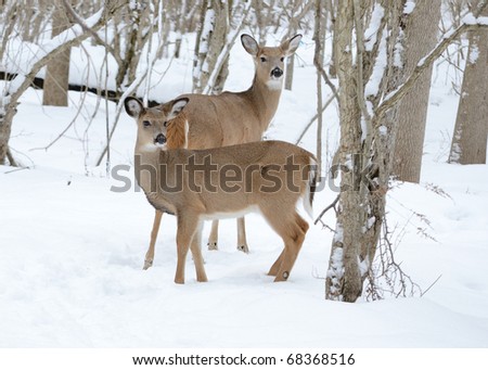 whitetail deer wallpaper. whitetail deer doe stock photo